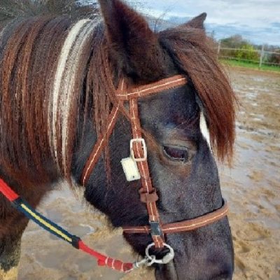 Flicka